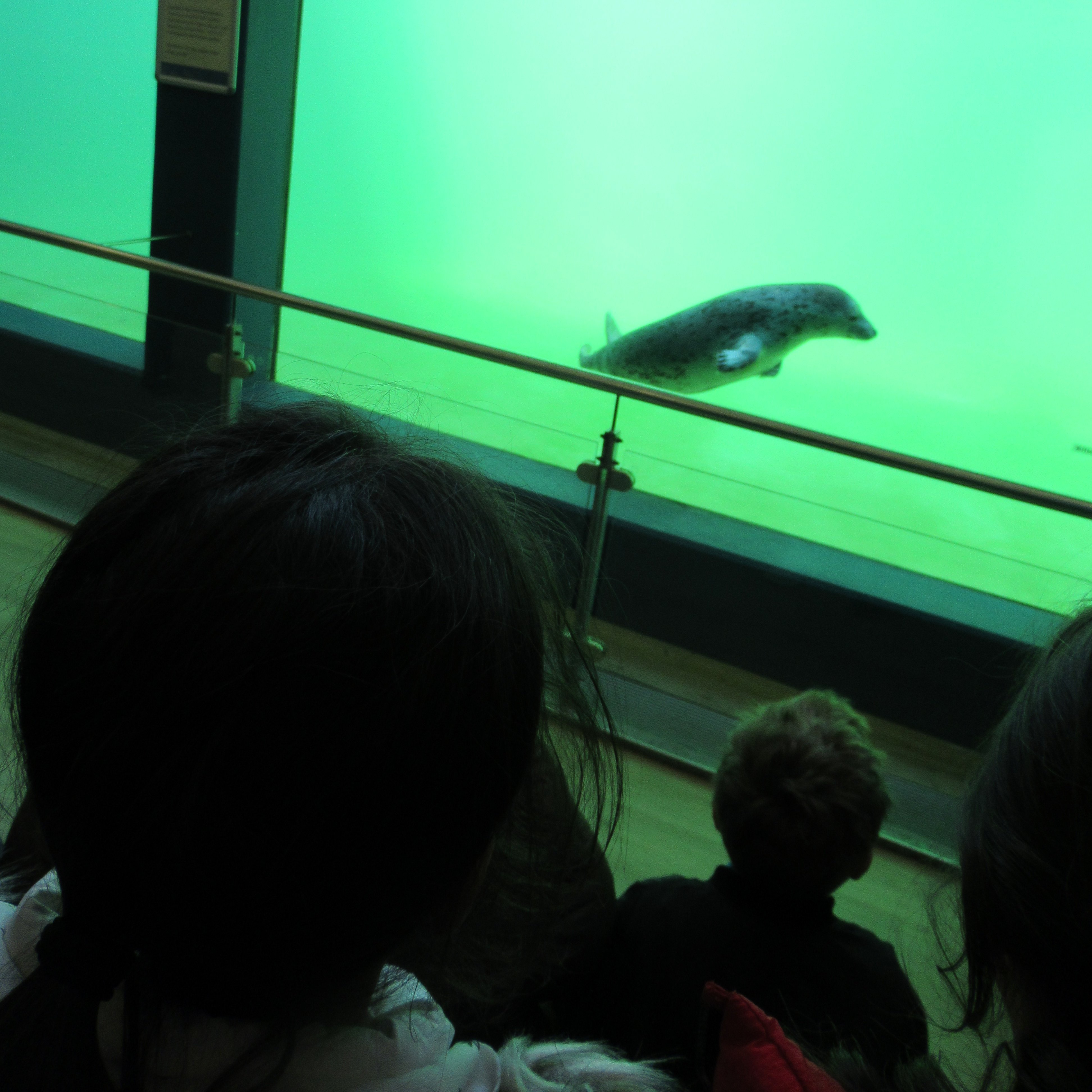 Die Vorschulkindern waren zu Besuch in der Seehundaufzuchtstation in Norden/Norddeich. Foto: DiKiTa