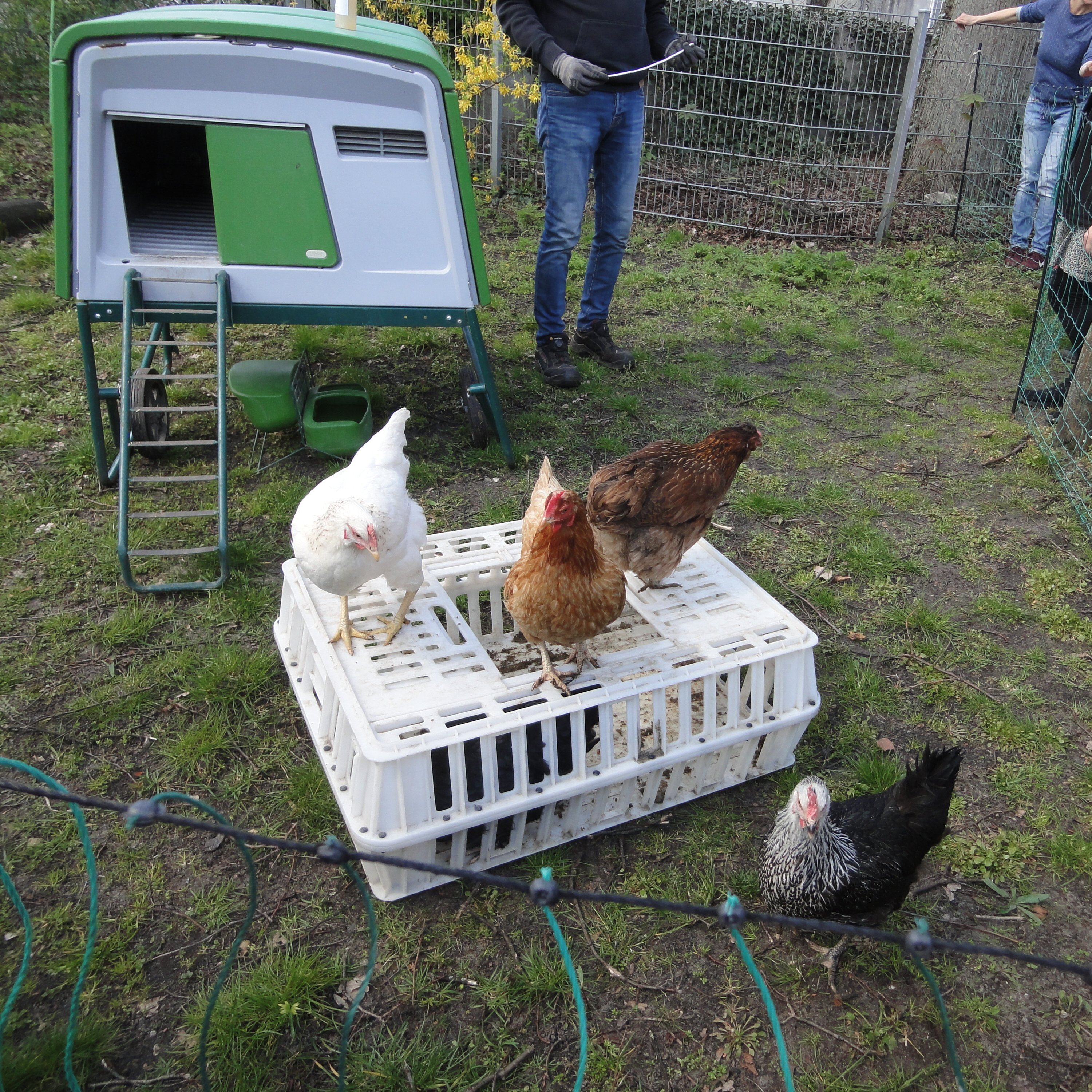 In der DiKiTa sind gerade 5 Hühner zu Besuch. Foto: DiKiTa